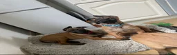 Belgian Shepherd Dog dogs for sale: Belgian Malinois pups ready to leave  - Advert 14