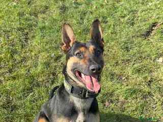 Belgian Shepherd Dog dogs Cairo !! HERDER!! Fully PP Trained!! - Advert 2