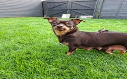 Chihuahua dogs for sale: 4 stunning chocolate and tan chihuahua puppys. - Image 10