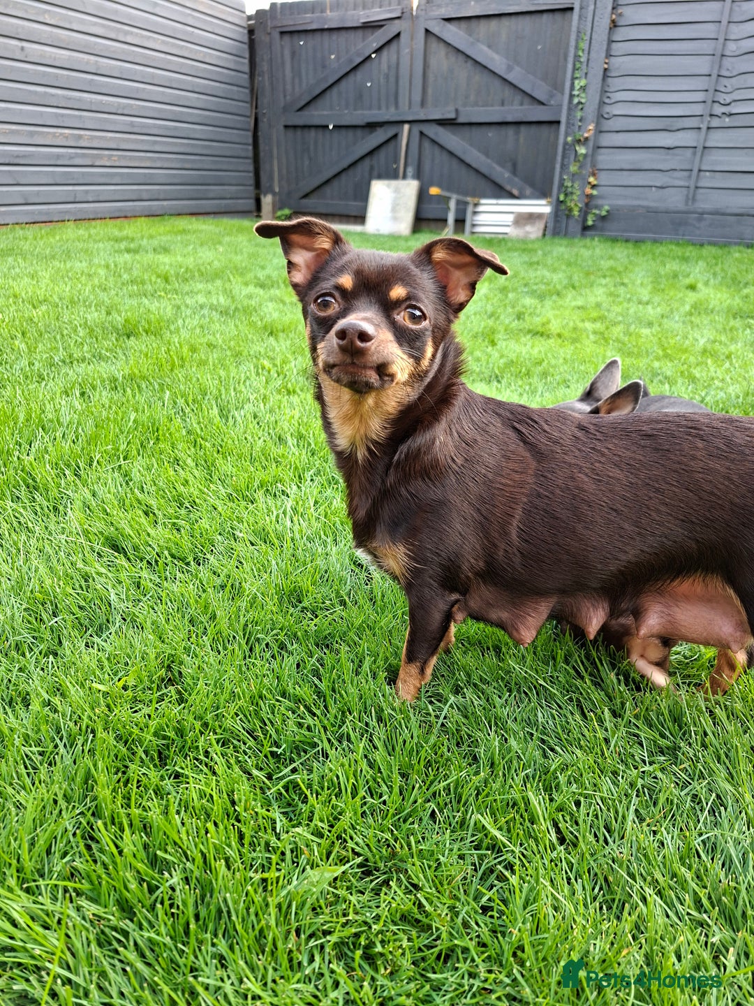 Chihuahua dogs for sale: 4 stunning chocolate and tan chihuahua puppys. - Image 10
