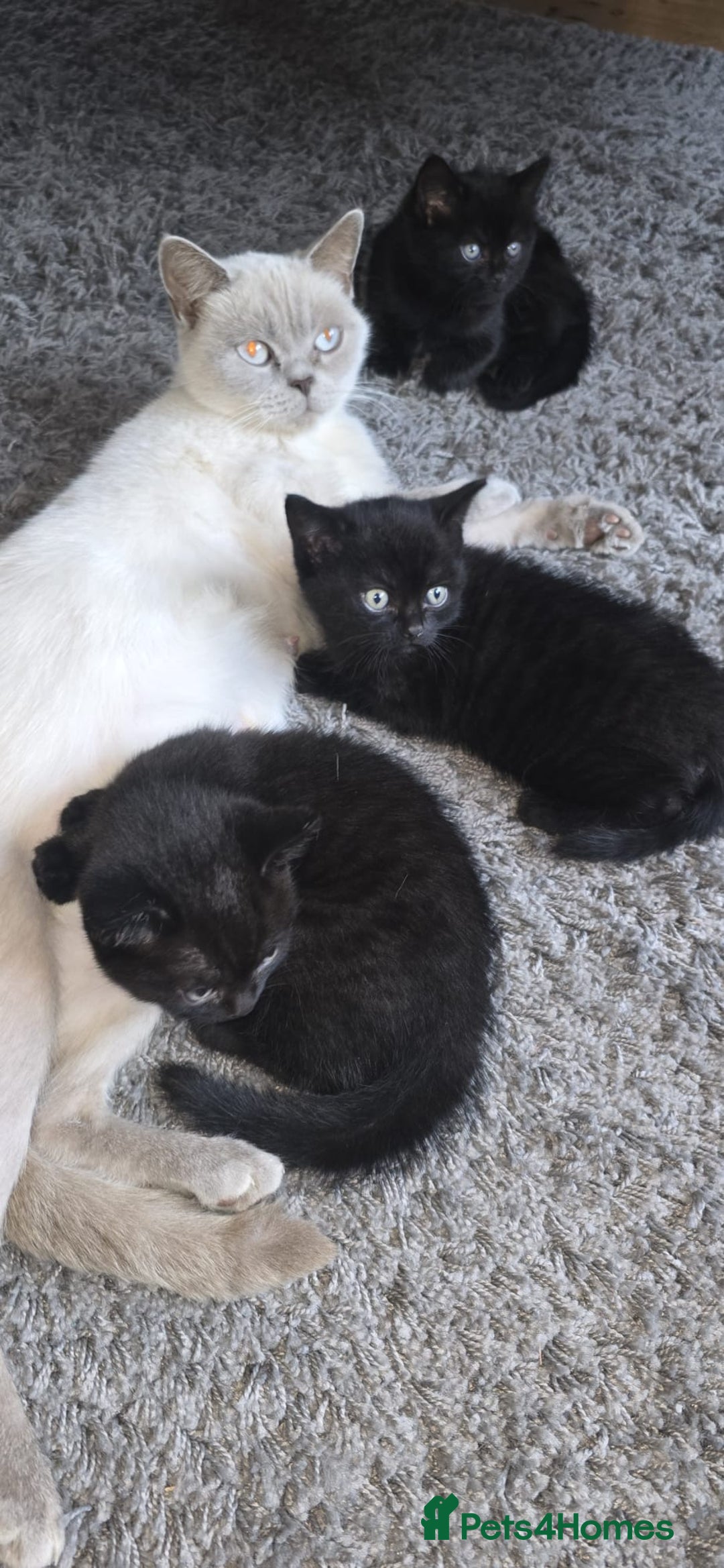 British Shorthair cats for sale: Black BSH x kittens  - Image 6