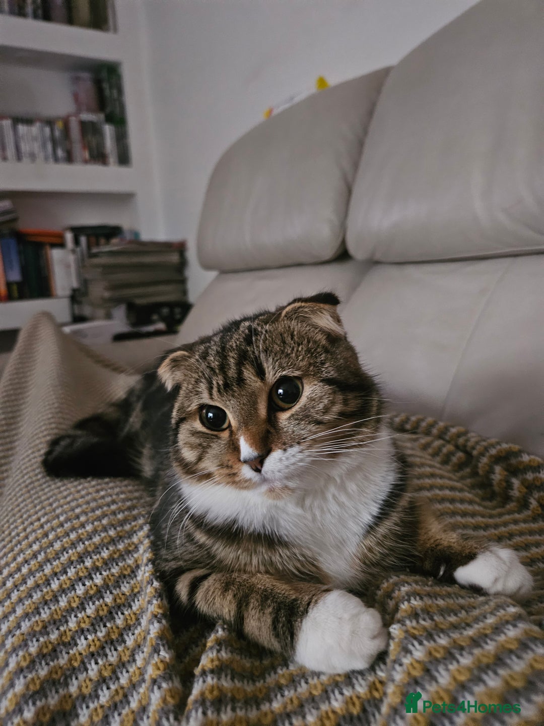 Mixed Breed cats for sale: Male kitten - Advert 4