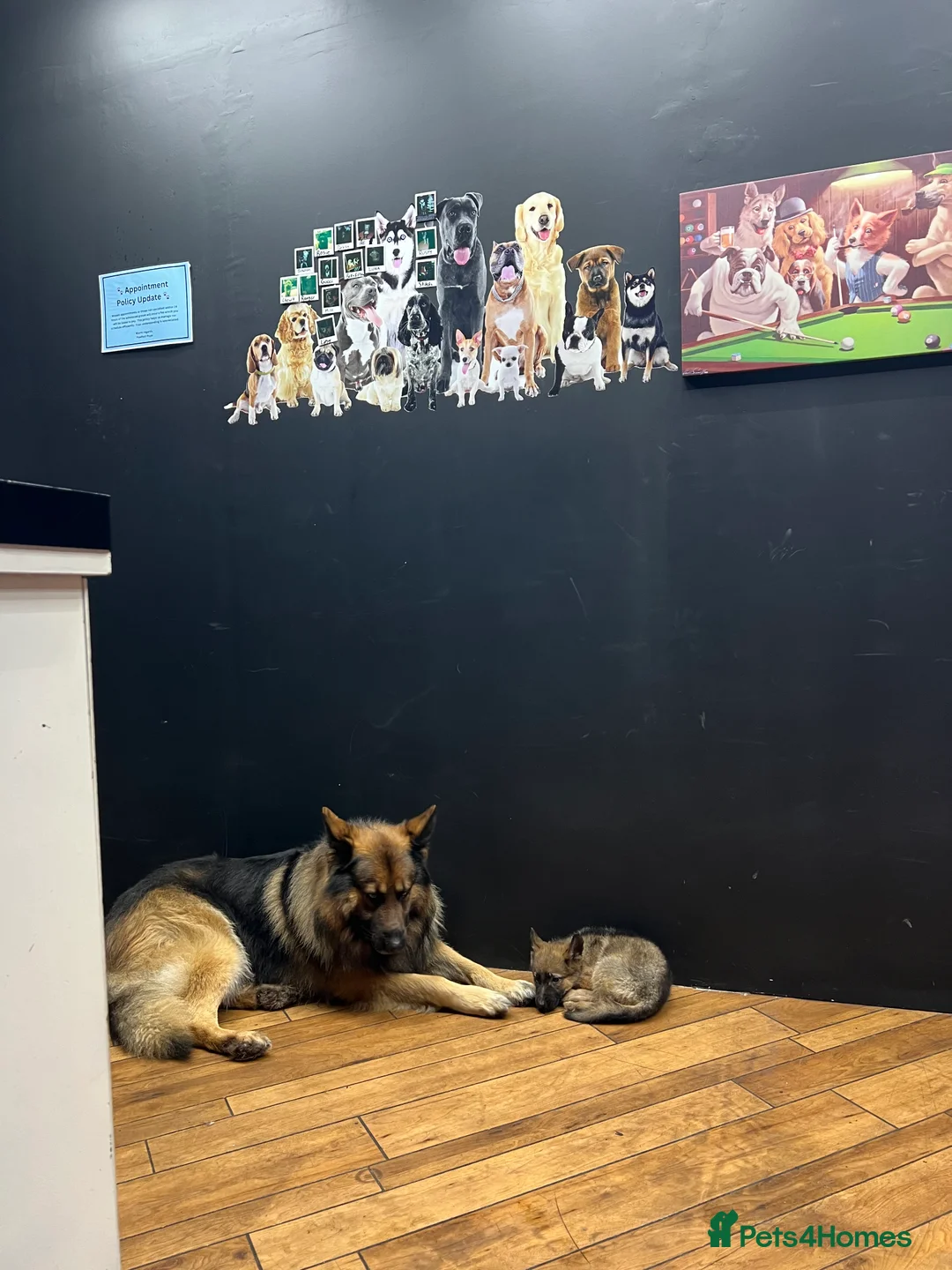 German Shepherd dogs for stud: Zeus available for Stud - Advert 2