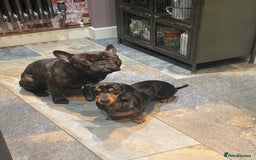 Miniature Dachshund dogs for sale: Rehoming - Mini dachshund (3) & French Bulldog (8) - Image 14