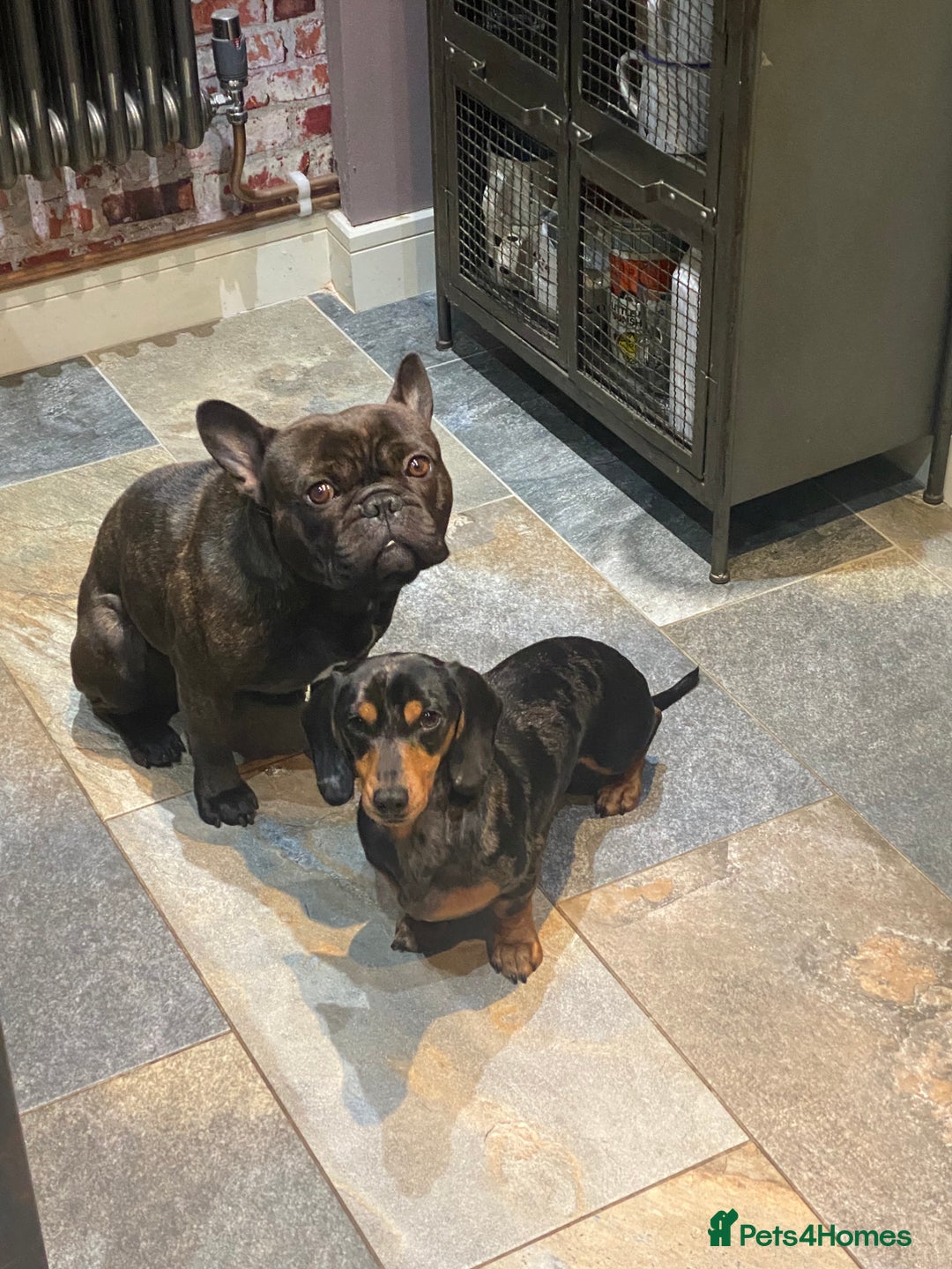 Miniature Dachshund dogs for sale: Rehoming - Mini dachshund (3) & French Bulldog (8) - Image 14