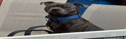 Staffordshire Bull Terrier dogs for stud: KC Registered Blue Staff Stud in Liverpool - Advert 9