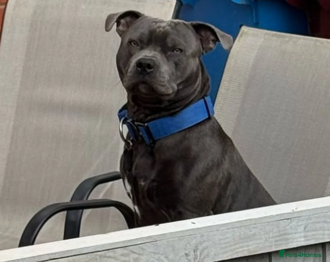 Staffordshire Bull Terrier dogs for stud: KC Registered Blue Staff Stud includes A.I in Liverpool - Advert 9