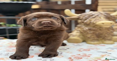 Labrador Retriever dogs - Advert 7