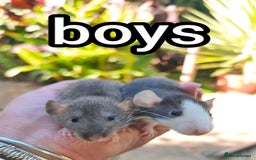 Rat rodents for sale: Male and female Dumbo rats - Image 5