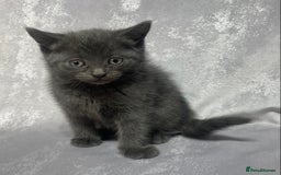Mixed Breed cats for sale: 2 beautiful little grey girls - Image 2