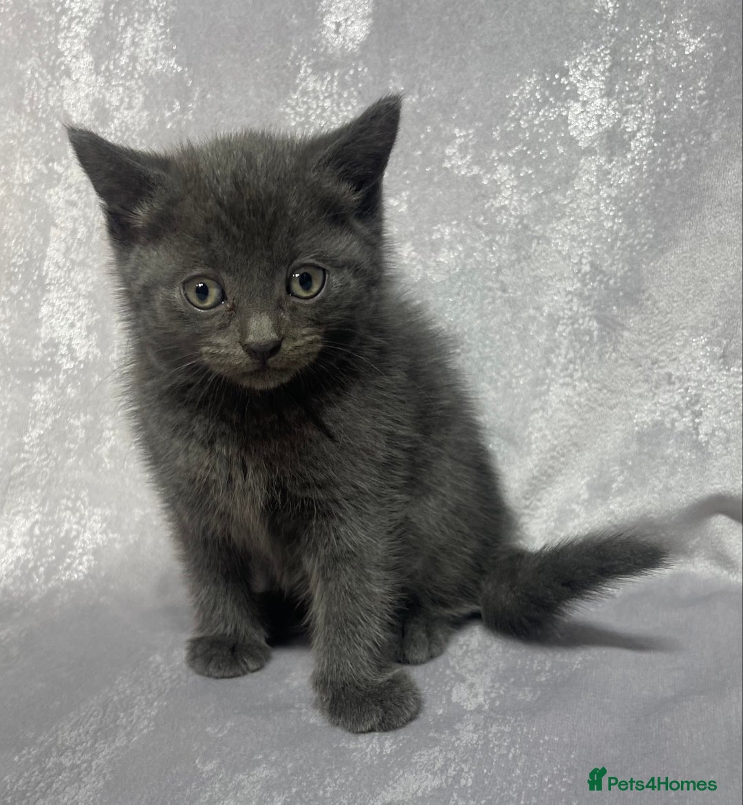 Mixed Breed cats for sale: 2 beautiful little grey girls - Image 2