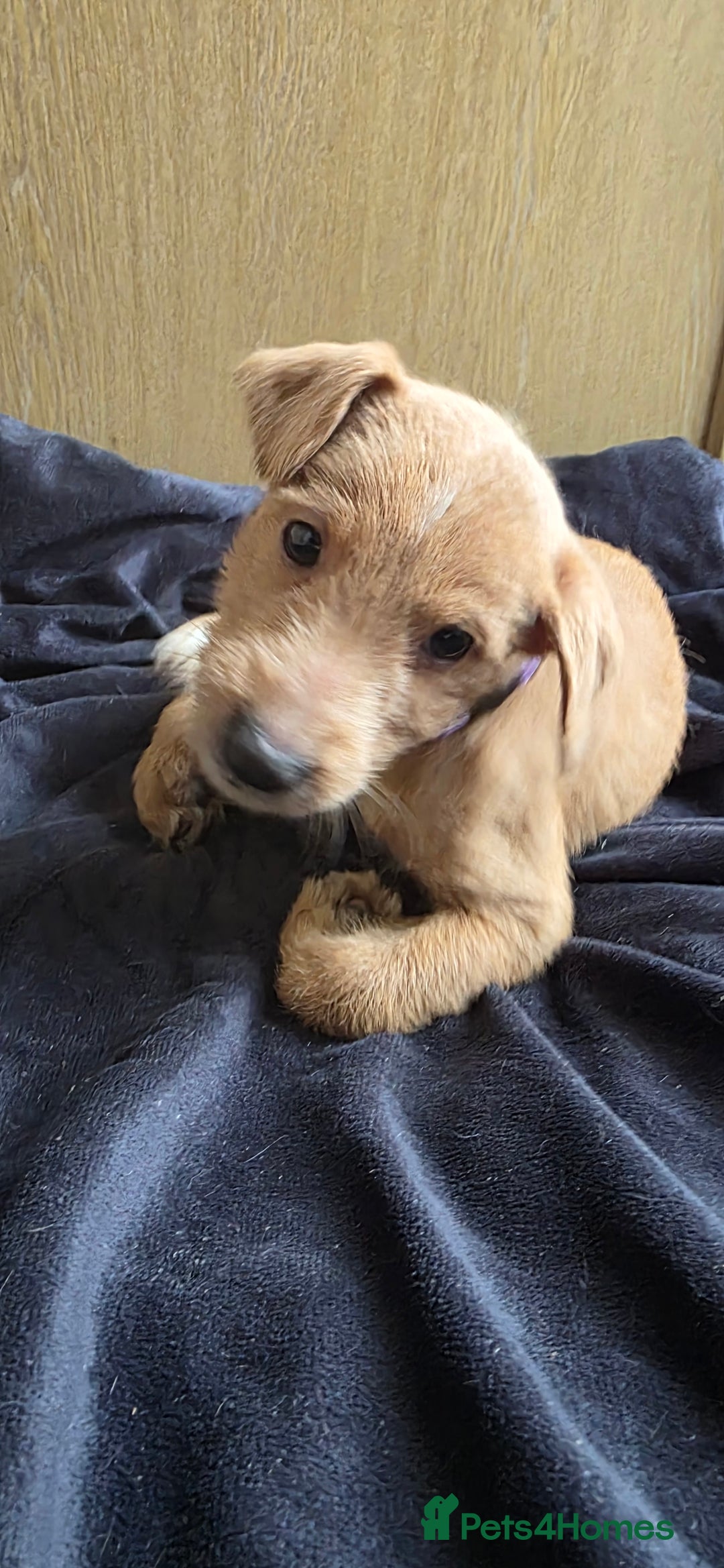 Irish Terrier dogs for sale: Five puppies for sale  - Advert 12