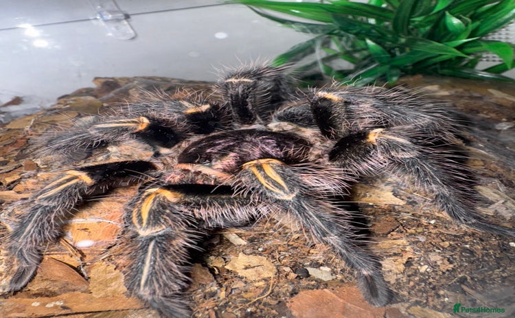 Tarantulas invertebrates - Advert 1