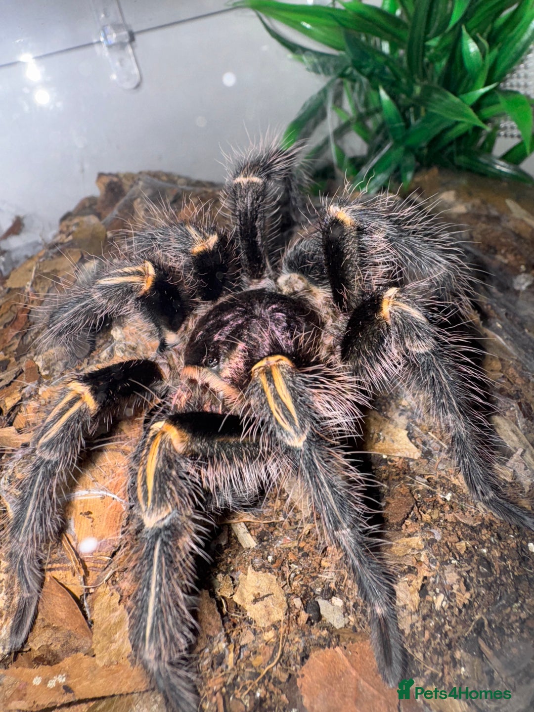 Tarantulas invertebrates for sale: Grammostola pulchripes - Image 1