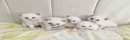 Ragdoll cats for sale: Five Beautiful Ragdoll Kittens - Now Here🤍 - Advert 7