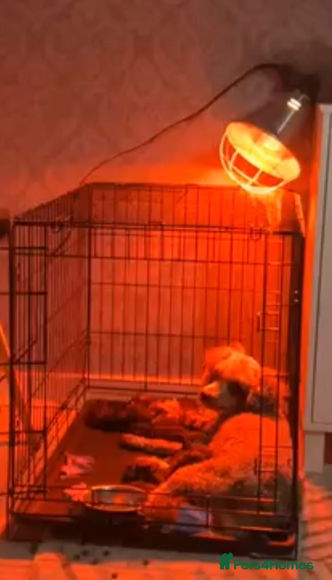 Miniature Poodle dogs for sale: Chocolate merl Miniature Poodle puppies in Buntingford - Advert 2