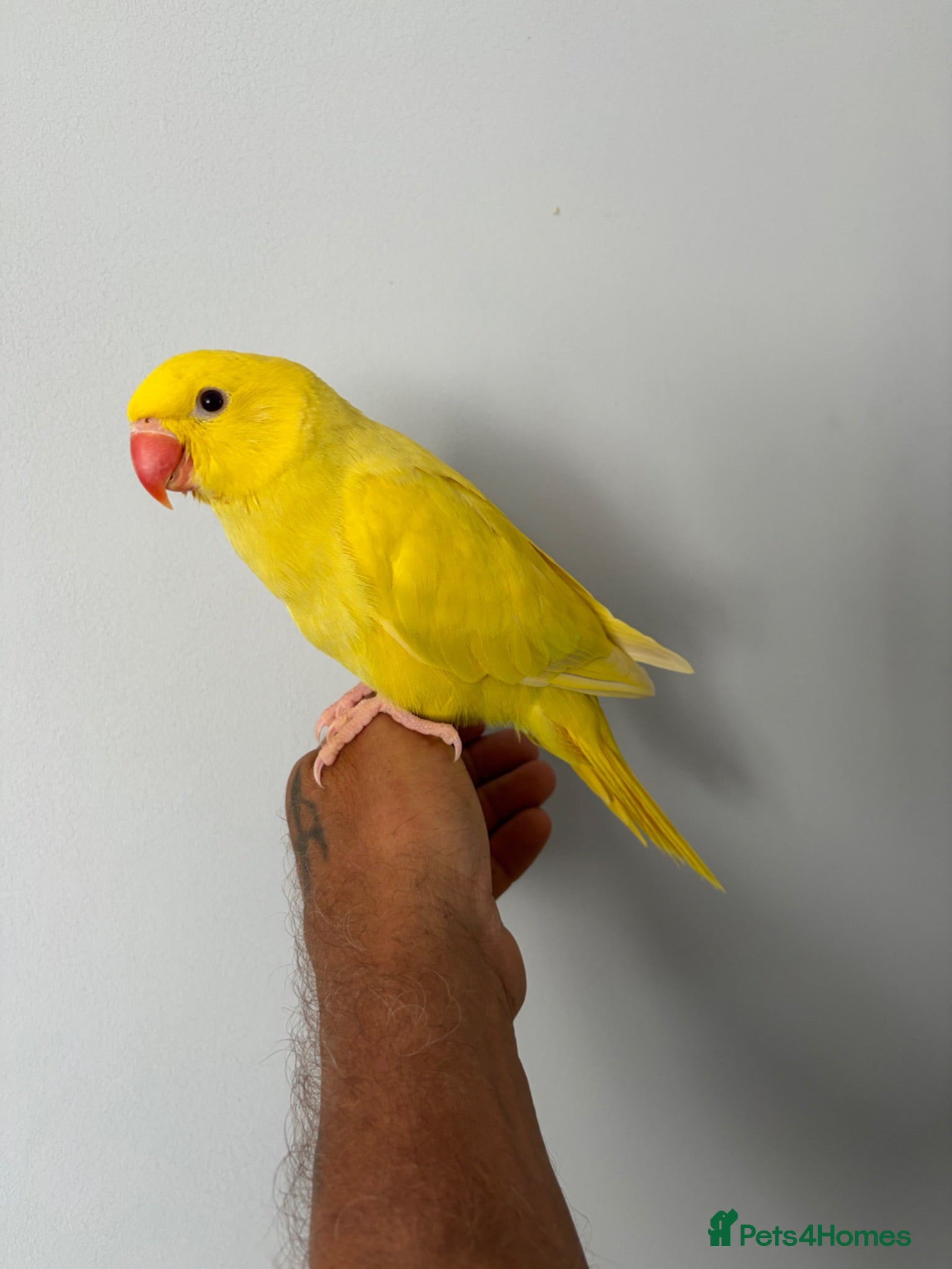 Parakeets birds Three 8 week old Indian ring neck parakeets  - Advert 2