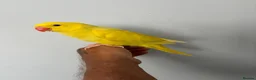 Parakeets birds for sale: Three 8 week old Indian ring neck parakeets  - Advert 2