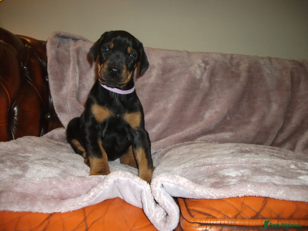 Dobermann dogs for sale: Torcheney Puppies Due March 2026 - Wait List Open - Advert 6
