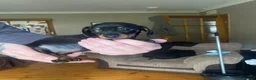 Miniature Dachshund dogs for sale: Mini dachshund puppies  in Dalkeith - Advert 3