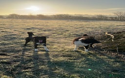 Mixed Breed dogs for sale: Collie puppies for sale - Image 6
