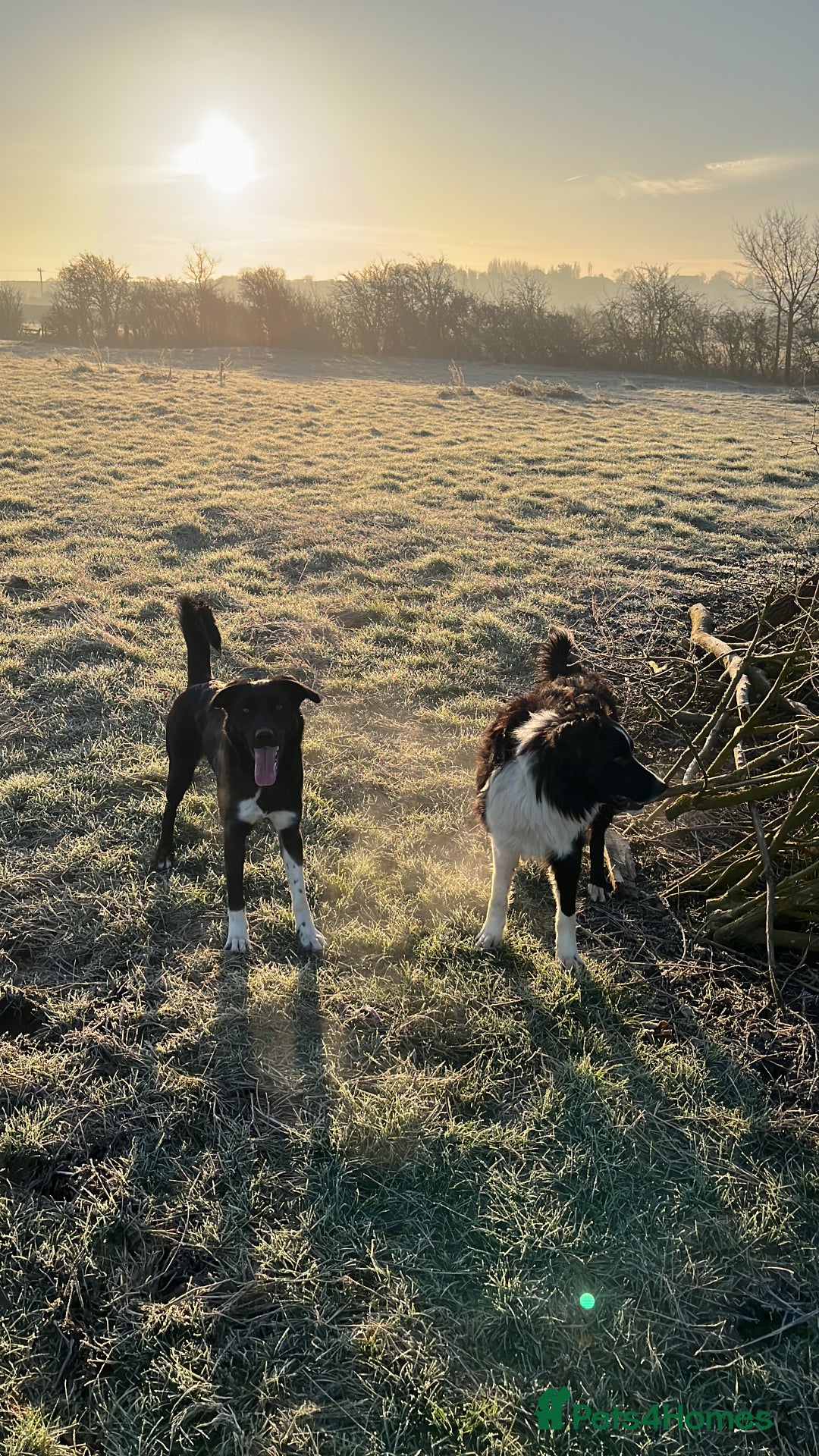 Mixed Breed dogs for sale: Collie puppies for sale - Image 6