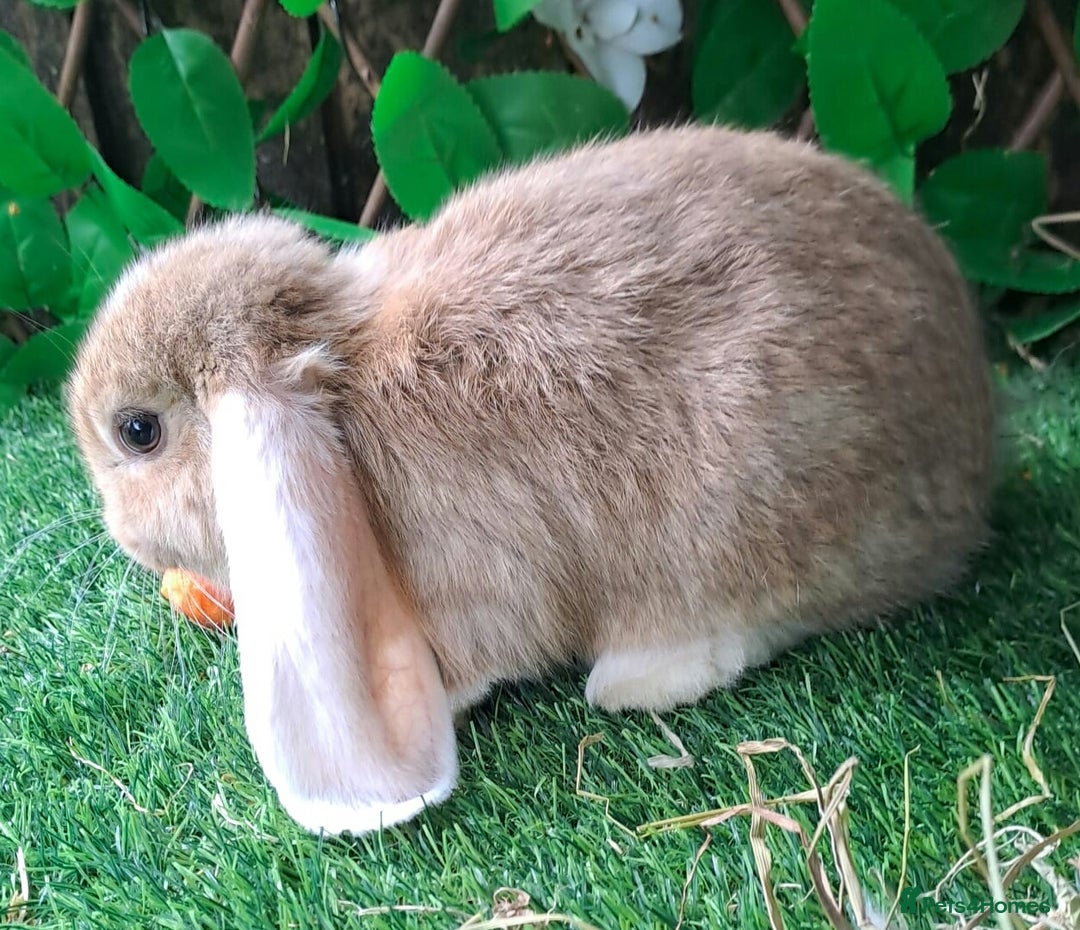 French Lop rabbits for sale: PURE Giant French Lops - Vaccinated - RESERVE - Image 5