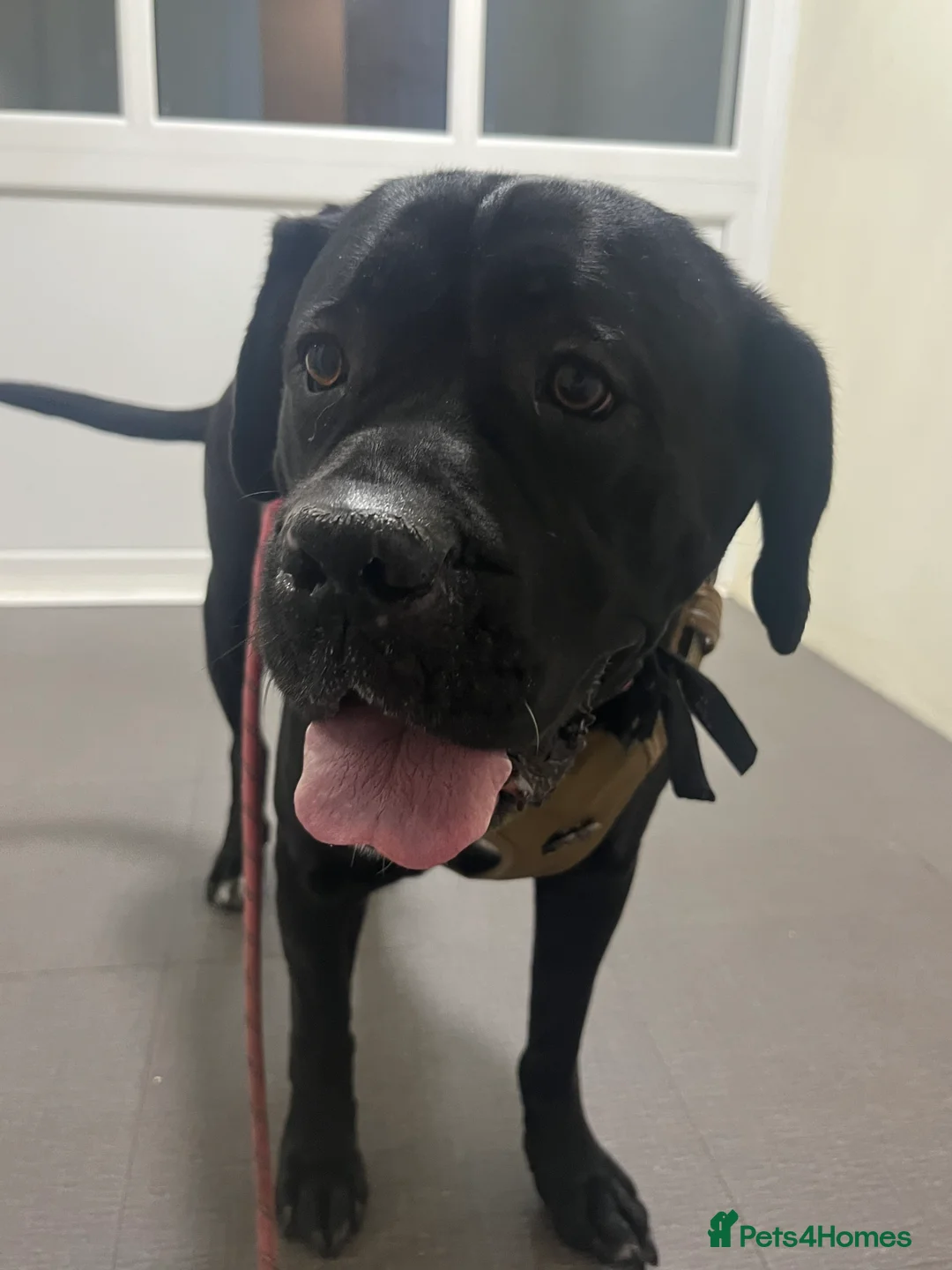 Mixed Breed dogs for sale: Lola Cane Corso X Mastiff in Coventry - Advert 6
