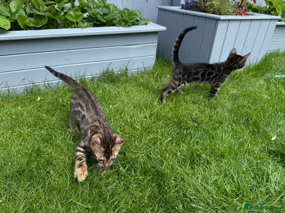 Bengal cats for sale: Bengal Kittens For Sale (Ready To Go - 1 left) - Image 10