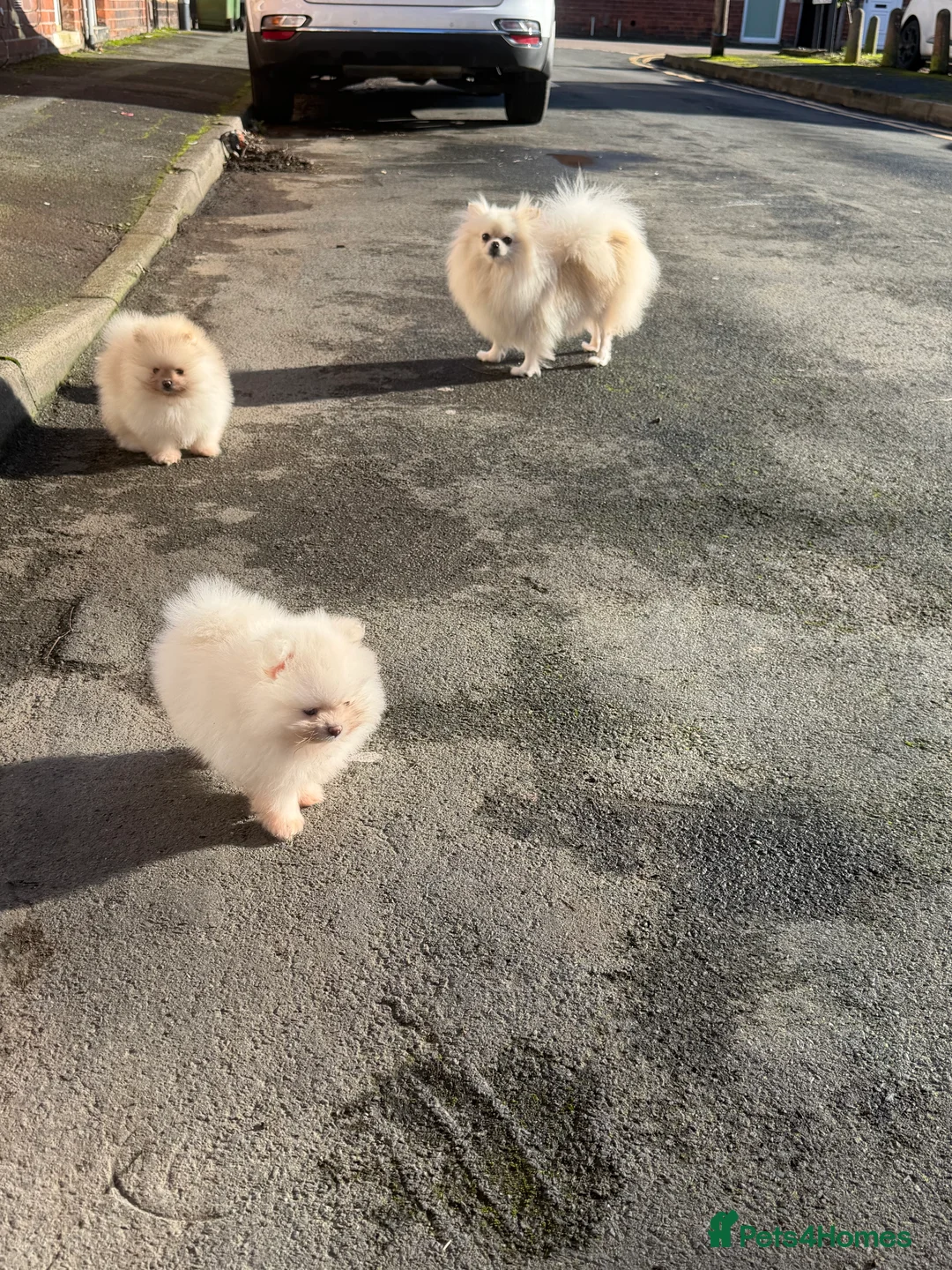 Pomeranian dogs for sale: Beautiful Purebred Pomeranian Puppies - Advert 15