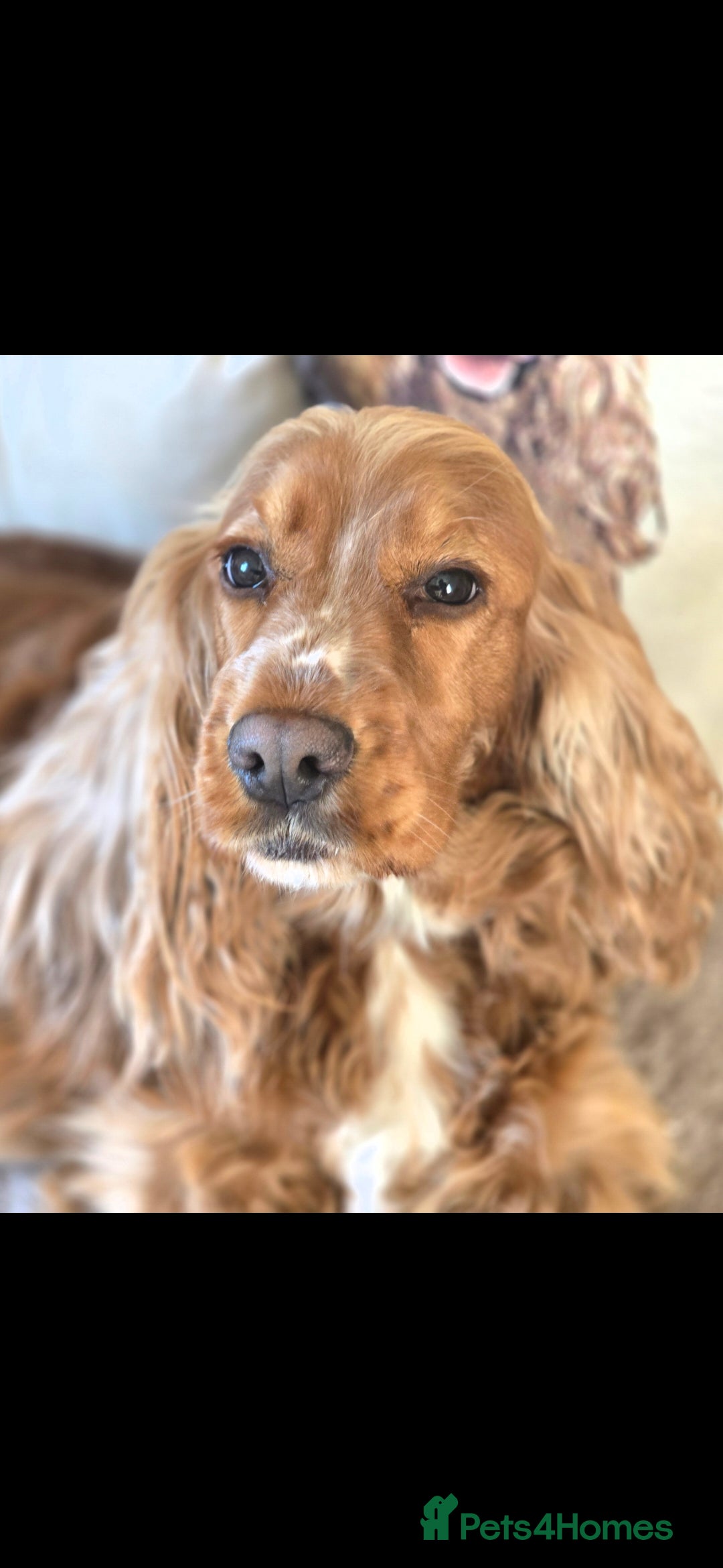 Cockapoo dogs for sale: Gorgous F1 Cockerpoo's Puppies - Advert 7