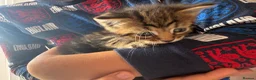 Mixed Breed cats for sale: Kittens for sale  - Advert 12