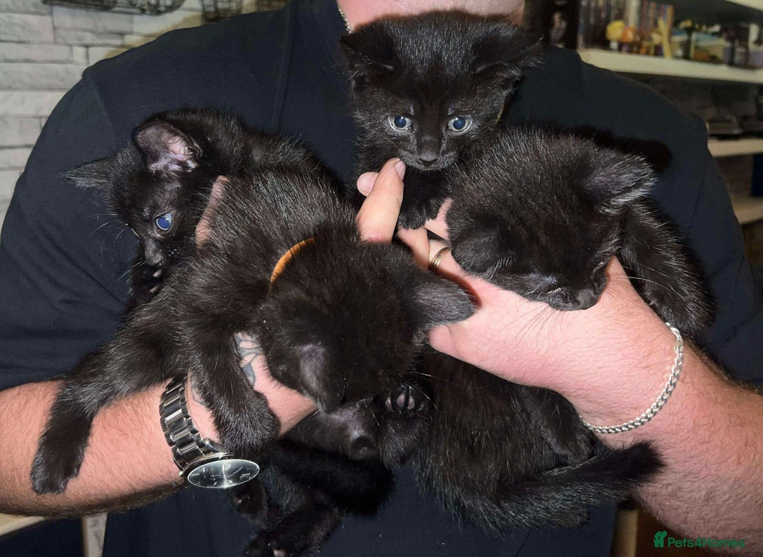 Mixed Breed cats for sale: Cuddle Puddle - Image 1