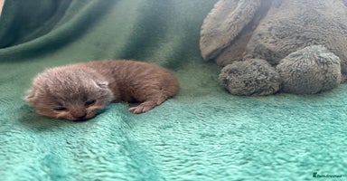 British Shorthair cats - Advert 10