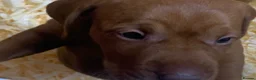 Hungarian Vizsla dogs for sale: Kc reg Hungarian Vizslas - Advert 8
