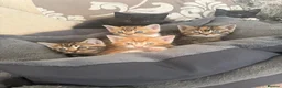 Mixed Breed cats for sale: Gorgeous kittens  - Advert 16