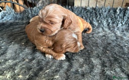 Cockapoo dogs for sale: TOY Cockapoo/ SHOW type F1 / License - Image 2
