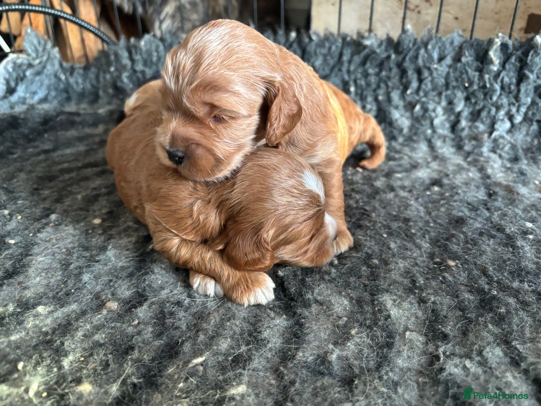 Cockapoo dogs for sale: TOY Cockapoo/ SHOW type F1 / License - Image 2