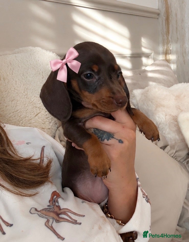 Miniature Dachshund dogs for sale: Beautiful Kc Reg miniature dachshunds  - Advert 3