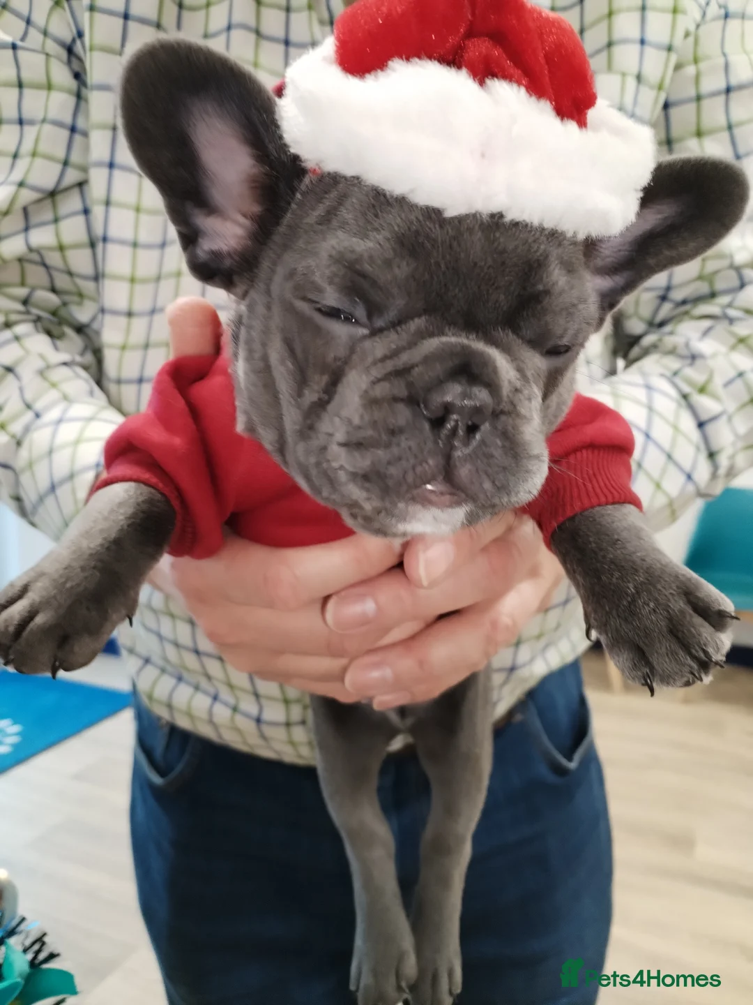 French Bulldog dogs for sale: French bulldog female blue colour - Advert 8