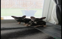 French Bulldog dogs for sale: French Bulldogs  - Image 1