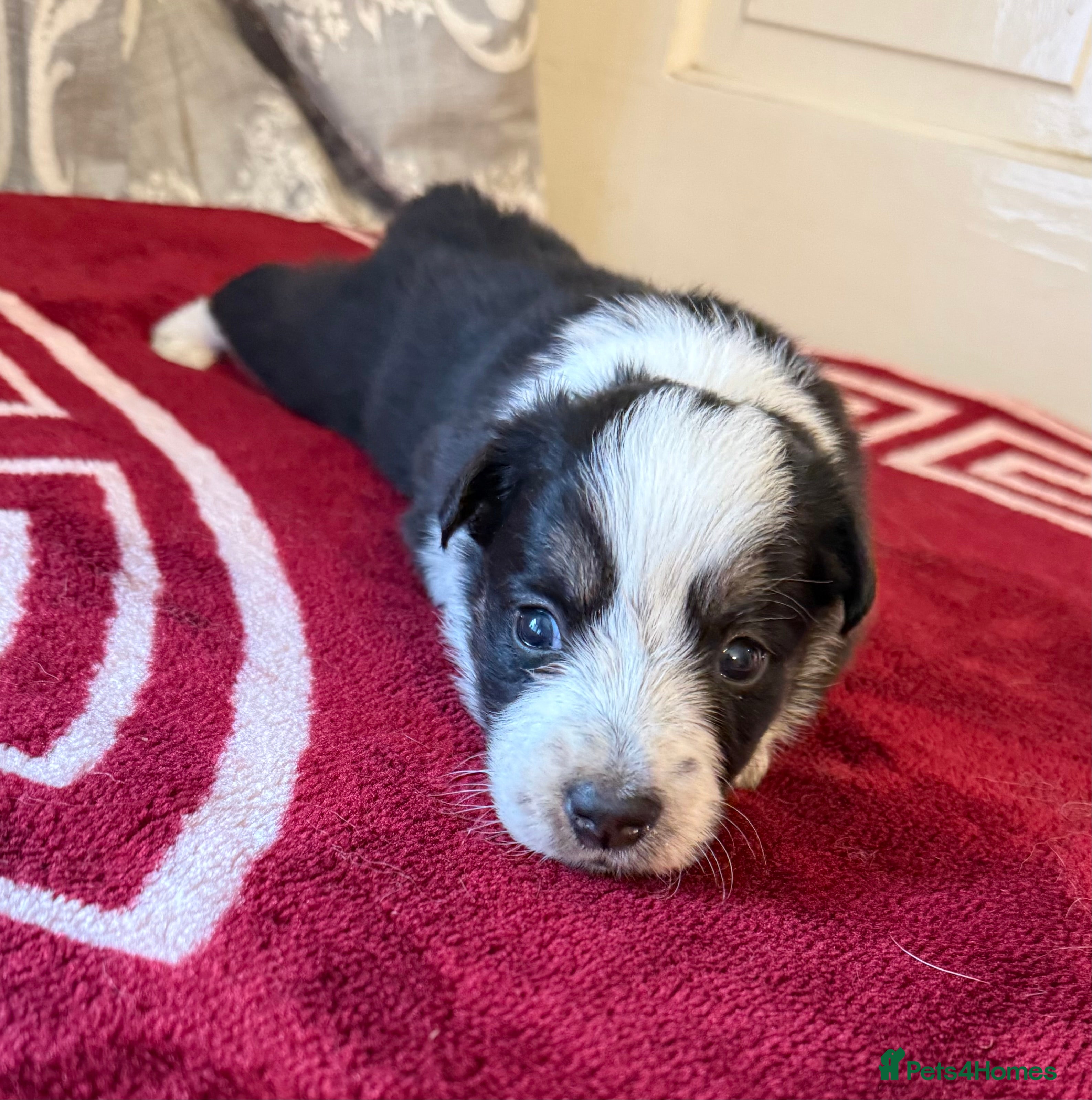Border Collie dogs Beautiful Border Collie pups.  - Advert 2
