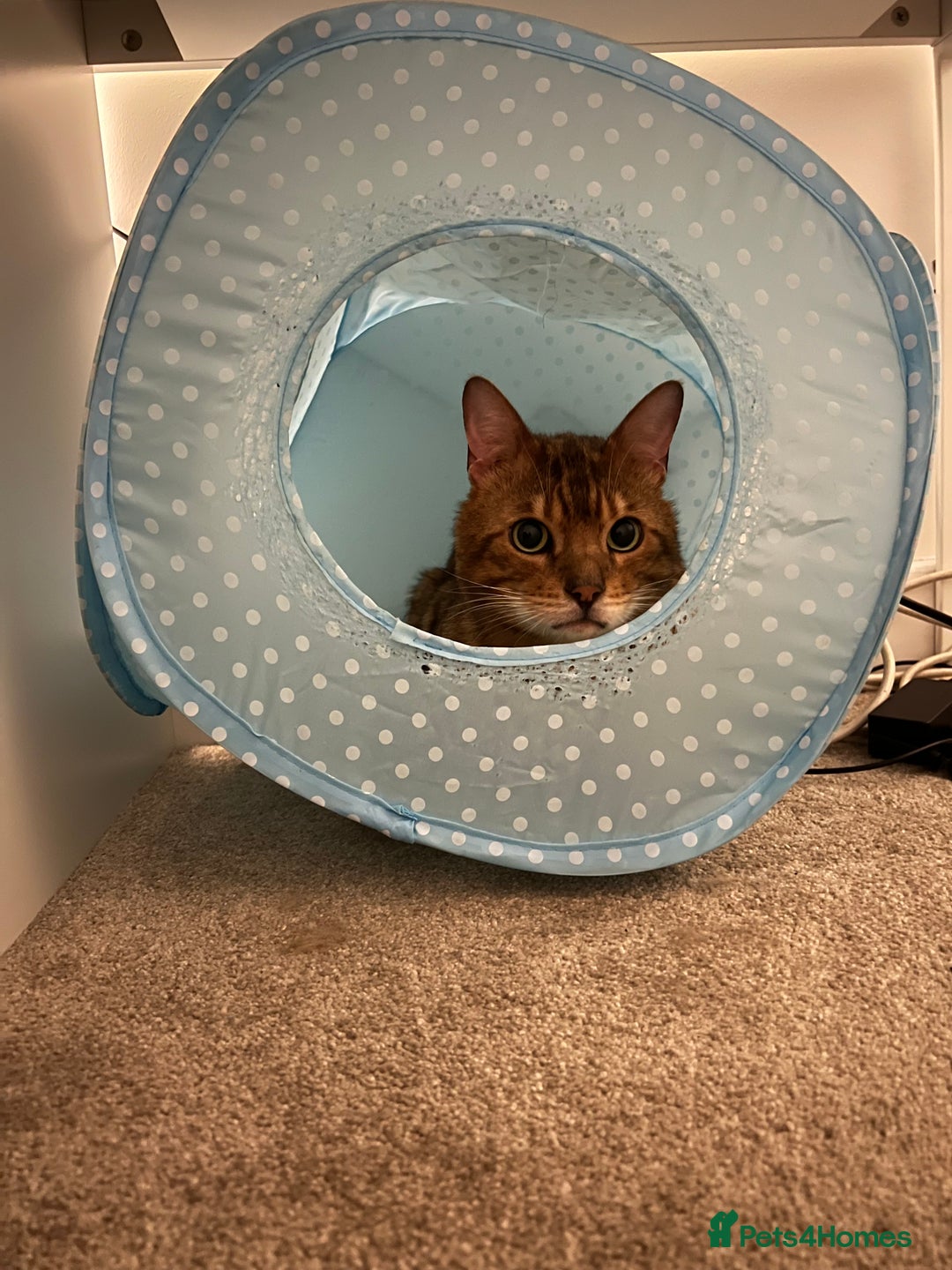 Bengal cats for sale: Loving male Bengal cat - Advert 4