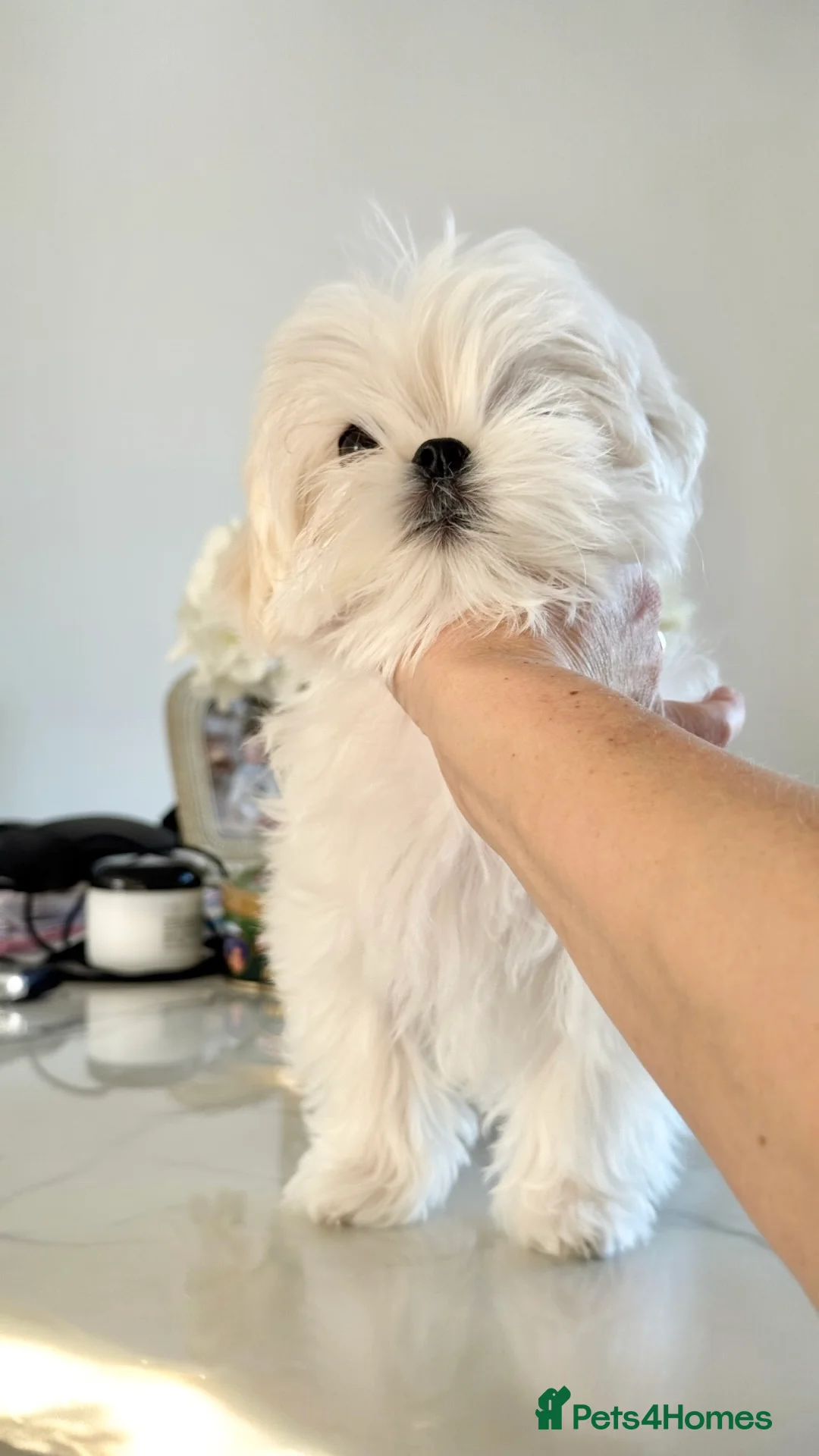 Maltese dogs for sale: 💎Last Boy Full Korean Maltese  Available💎 - Advert 12