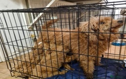 Cavapoo dogs for sale: Cavapoo puppies  - Image 17