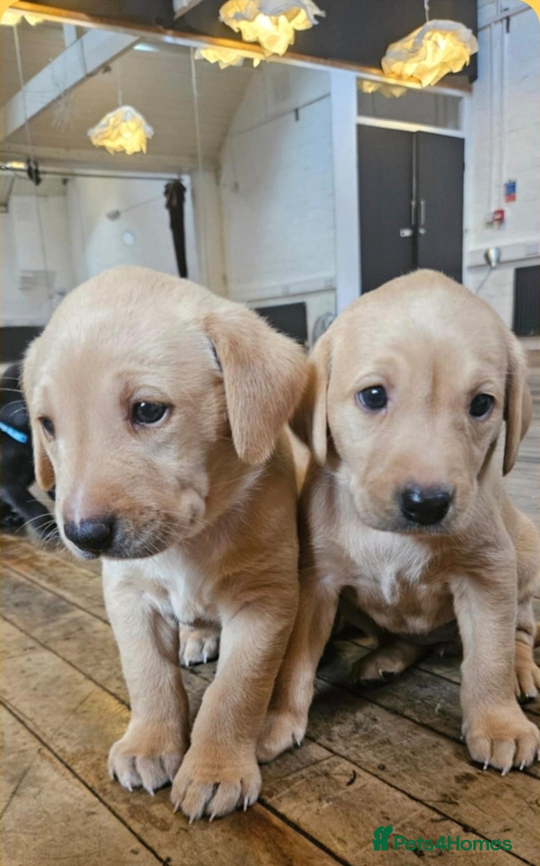 Labrador Retriever dogs for sale: Labrador retriver black and fox red puppies - Advert 3