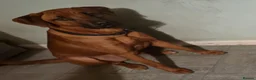 Rhodesian Ridgeback dogs for stud: Pedigree Rhodesian Ridgeback for Stud - Advert 6