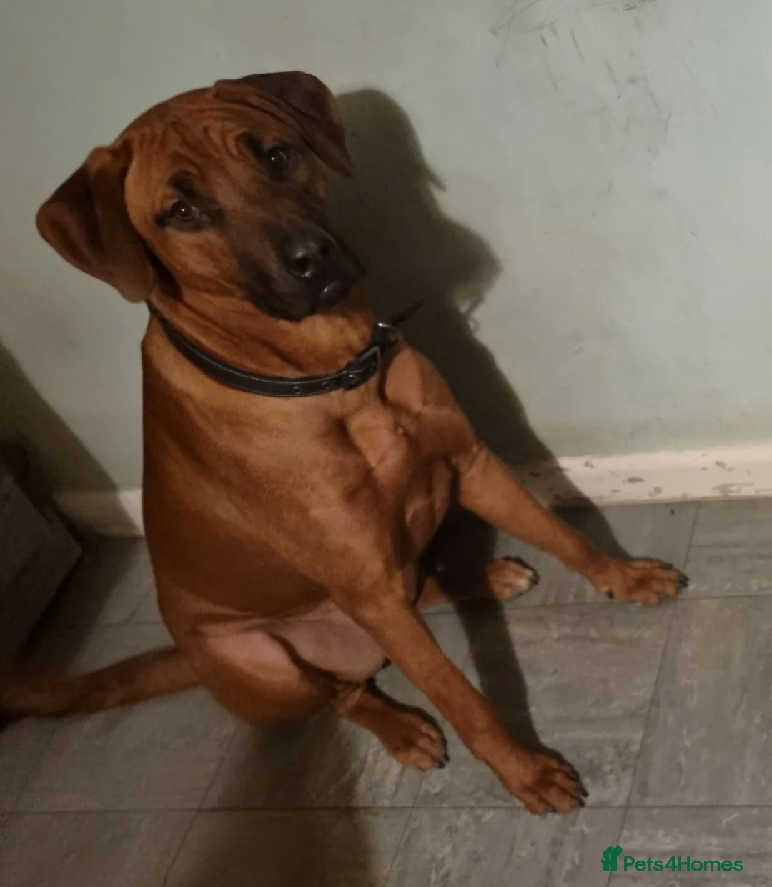 Rhodesian Ridgeback dogs for stud: Pedigree Rhodesian Ridgeback for Stud - Advert 6
