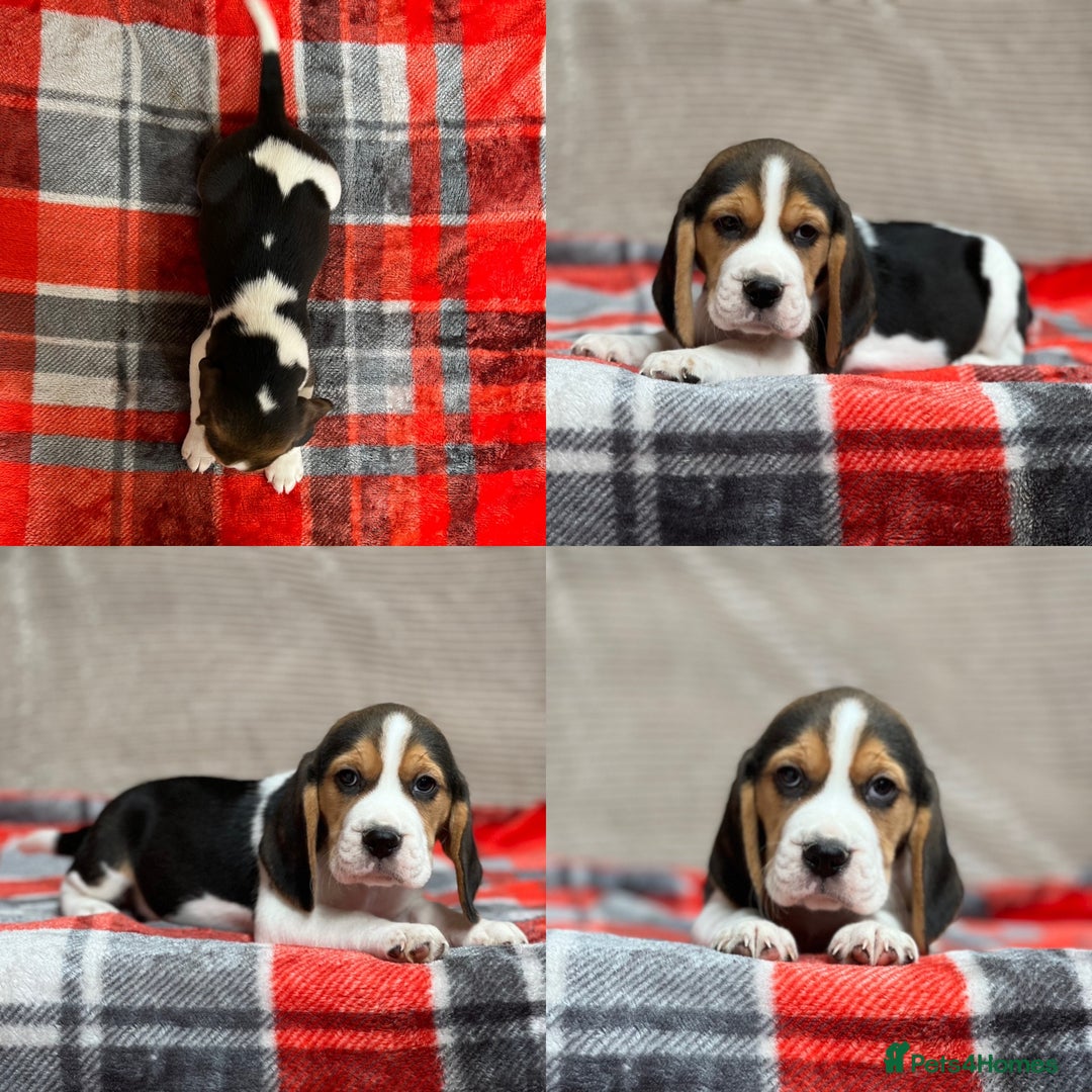 Beagle dogs for sale: SUPER CHUNKY KC SHOW BEAGLE PUPPIES - Image 25