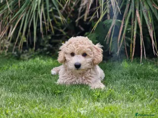 Poochon dogs Health-Tested Poochon Puppies – Ready NOW - Advert 4